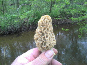 Mushrooms Brush Creek Campground